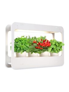 Indoor herb garden with basil, peppers, and mint in a white frame
